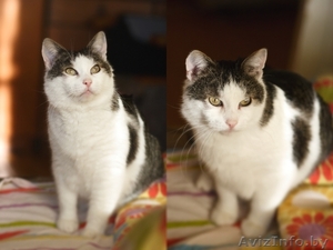 Кот по имени Серафим в дар #863692