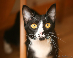 Шарлиз - прекрасная леди! Очаровательная кошка в дар! #857570