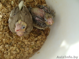 Ручные попугаи корелла #866662