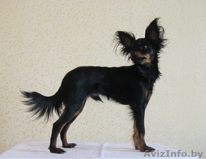 Продается не дорого кобель русского тоя длинношерстного (той терьер).  #871605