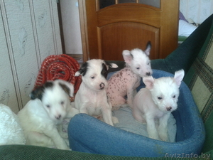 Продаются щенки китайской хохлатой #864247