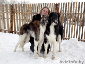щенки русской псовой борзой #872590