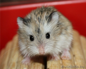 Хомячата Роборовского #862302