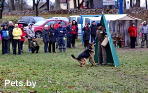 Кобель для вязки #862737