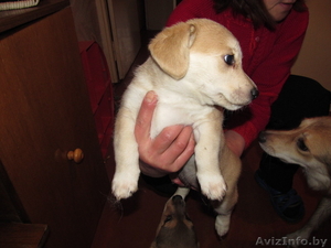  двумесячные щеночки  в дар #857595