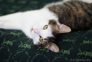 Елисей необыкновенно ласковый пушистый кот в добрые руки. #872042