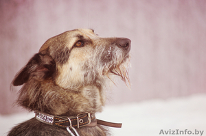 Жужа-собака, которая ищет счастье.. #855415