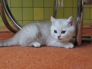 Британский короткошерстный мальчик #856163