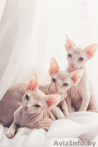 котята  канадского сфинкса #862157
