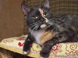 Афина - кошка необычайной красоты! #867345