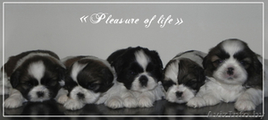 щенки ши тцу с шоу перспективой #866245