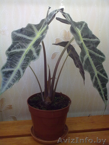 Алоказия. Комнатные растения Минск. #872164
