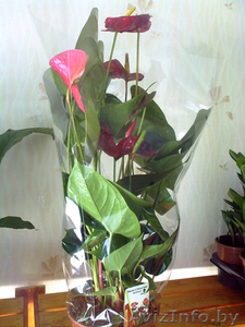 Антуриум. Комнатные растения Минск #872168