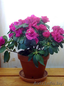 Азалия. Комнатные растения Минск. #872162