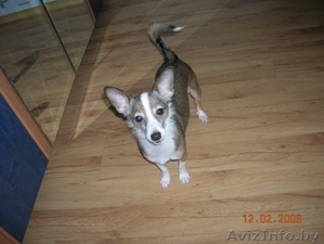 Пропала собака,  которую мы очень любим. Пожалуйста помогите ее найти. Мы очень п #852798