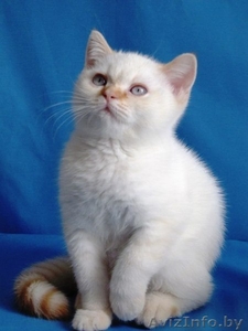 Британские котята ред-поинт #852731