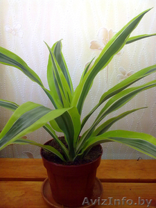 Драцена Компакта. Комнатные растения Минск #872172
