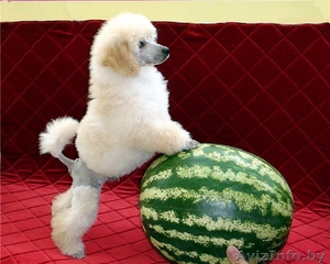 Лукавые глазки,  темный носик - Пудель - это Ваша собака #859364