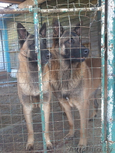 Щенки бельгийской овчарки Малинуа  #859865