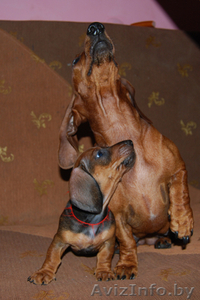 Дрессировка и хендлинг собак  #852099