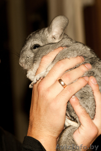 продаю шиншиллу! #871679