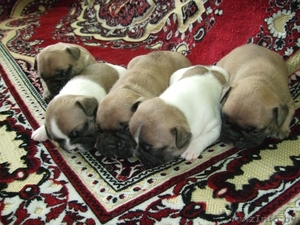 Продам щенков французского бульдога да да #871836