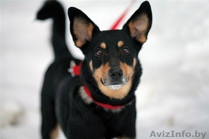 Джина- замечательная собачка в дар! #863876