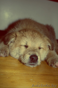 щенки в дар!!!!  #858580