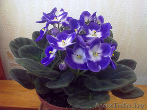 Фиалка тройка. Комнатные растения Минск #872178