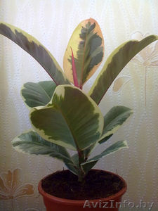 Фикус Tineke. Комнатные растения Минск. #872180