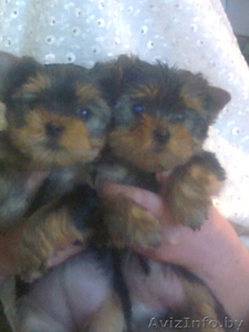 элитные щенки йоркширского терьера #855823