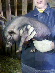 Вьетнамские поросята. #871711