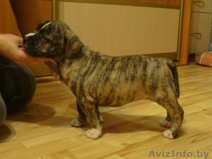   ОТДАМ ЩЕНКОВ  !!! В ХОРОШИЕ РУКИ (стаф- терьера) #864602