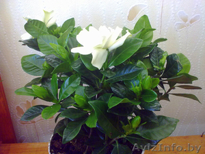 Гардения. Комнатные растения Минск #872171