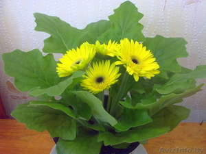 Гербера. Комнатные растения Минск #872187