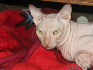 Донской сфинкс на вязку #860695