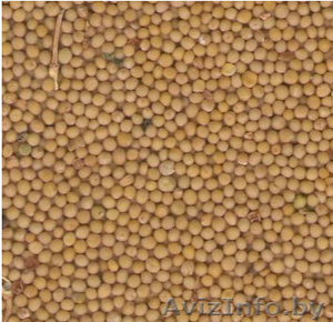 Горчица белая (сидерат) #857993