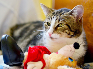 Мармур - кот редкого мраморного окраса в дар! #851773