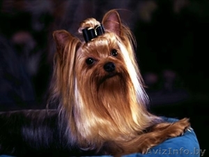 Обучение стрижке собак в школе груминга Happy Pupil #856489