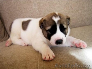 Щенки среднеазиатской овчарки (алабай) от родителей-чемпионов #864159