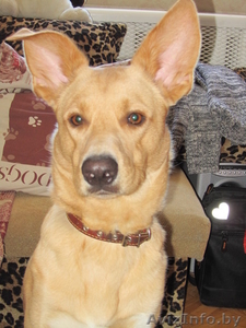 Статный кобель ищет дом #852722