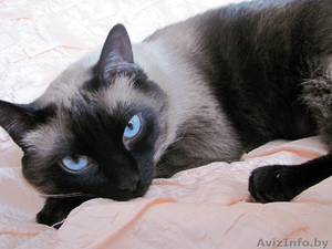 Отдам сиамскую кошечку в хорошие руки! #866755