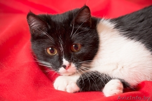 Котёнок Сабрина окраса биколор в дар! #851887