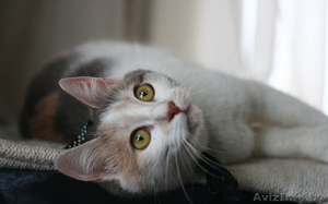 Молодая ласковая кошечка Венера ищет хозяев. #872043