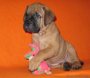 Бульмастифа щенки в племенном питомнике #853041