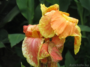 МНОГОЛЕТНИЕ ЦВЕТЫ ЦВЕТУЩИЕ ВСЕ ЛЕТО ДО ПЕРВЫХ ЗАМОРОЗКОВ #866337