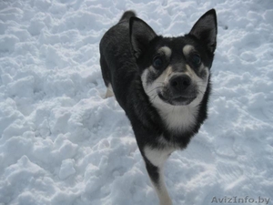 Собака Альма ищет дом #863686