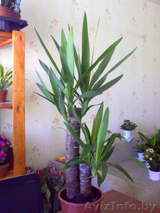 Юкка. Домашние горшечные растения Минск #872184