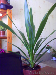Юкка head green. Комнатные растения Минск. #872185