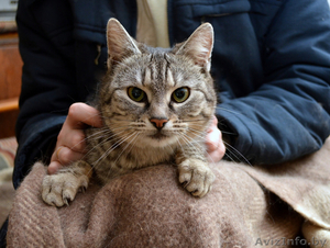 6 котов и кошек ждут помощи #863696